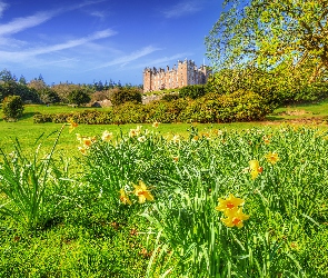 Thornhill, Narcyzy żonkile, Szkocja, Drzewa, Ogród, Zamek Drumlanrig, Łąka, Wiosna