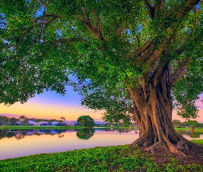 Jezioro, Drzewo, Floryda, Stany Zjednoczone, Palm Beach Gardens, Park Stanowy Lake Catherine