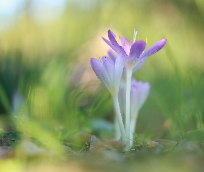 Liliowe, Kwiaty, Zimowity
