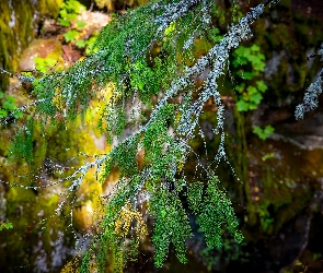 Gałązki, Iglak, Drzewa