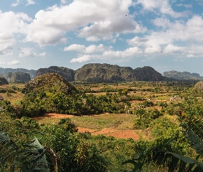 Kuba, Dolina, Palmy, Valle de Vinales, Domki, Drzewa, Góry, Sierra de los Organos, Pole
