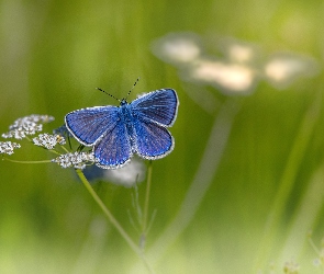 Modraszek ikar, Kwiatek, Motyl