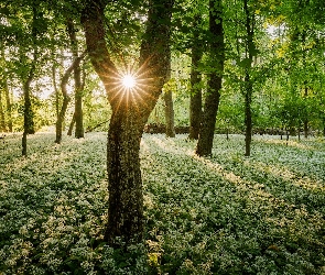 Wiosna, Promienie słońca, Drzewa, Las, Kwiaty, Czosnek niedźwiedzi