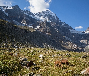 Góry, Trawa, Szwajcaria, Dolina Lauterbrunnental, Zwierzęta, Alpy, Kozy, Kamienie
