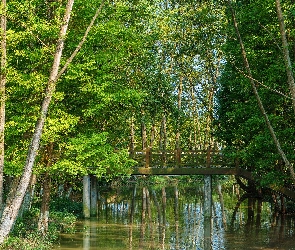 Most, Rzeka, Zielone, Drzewa