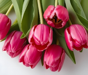 Tulipany, Listki, Ciemno-różowe