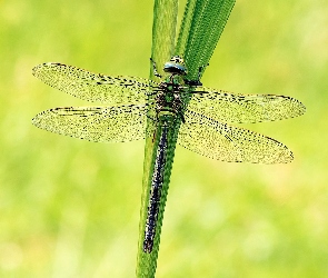 Zdźbło, Makro, Ważka