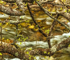 Gałęzie, Rzeka, Drzewo