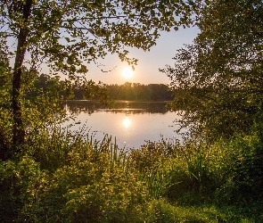 Promienie słońca, Niebo, Drzewa, Las, Jezioro, Zarośla