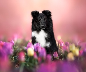 Owczarek szetlandzki, Tulipany, Pies
