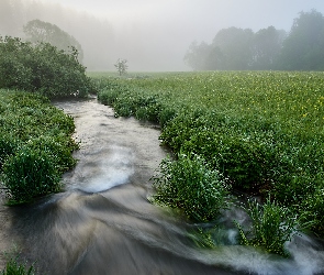 Pole, Mgła, Trawa, Łąka, Strumień