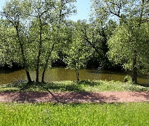 Kaczka, Drzewa, Park, Rzeka