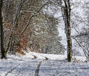 Droga, Ośnieżona, Las, Zima, Śnieg, Drzewa