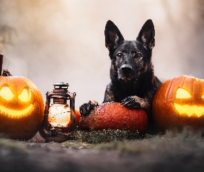 Halloween, Dym, Dynie, Pies, Latarnia, Świeca