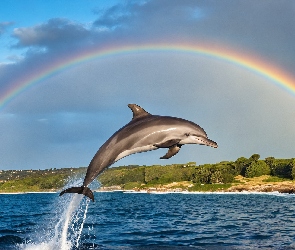 Morze, Tęcza, Delfin