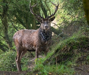 Las, Rośliny, Jeleń