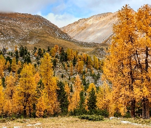 Drzewa, Jesień, Południowy Tyrol, Pożółkłe, Dolomity, Włochy, Góry