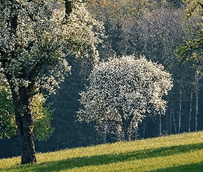 Drzewa owocowe, Wzgórze