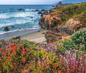 Kalifornia, Kwiaty, Wybrzeże, Stany Zjednoczone, Region Big Sur, Morze, Skały