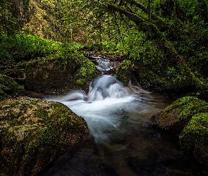 Rzeka, Roślinność, Drzewa, Kamienie, Las