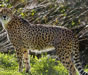 Drapieżnik, Trawa, Gepard
