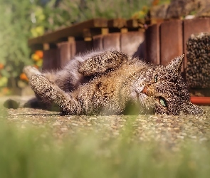 Kamyki, Rozmycie, Kot