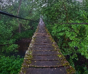 Rzeka, Drzewa, Most, Rośliny