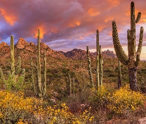 Roślinność, Kaktusy, Park Stanowy Catalina, Chmury, Santa Catalina Mountains, Stany Zjednoczone, Góry