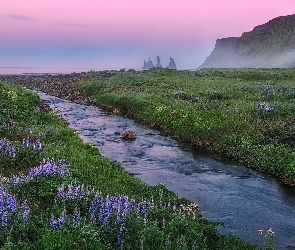 Islandia, Łubin, Kwiaty, Vik i Myrdal, Morze, Góry, Rzeka, Mgła, Poranek, Łąka