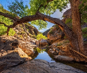 Wąwóz, Drzewo, Skały, Poland Creek, Arizona, Rzeka, Stany Zjednoczone, Prescott National Forest