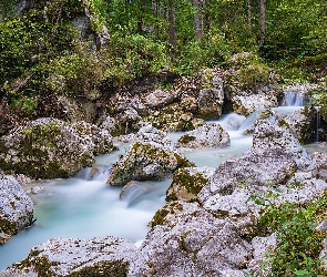 Drzewa, Rzeka, Las, Kamienie