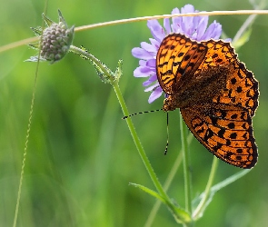 Motyl, Kwiat, Dostojka aglaja