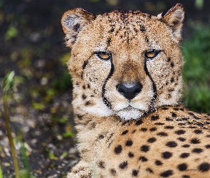 Głowa, Spojrzenie, Leżący, Gepard