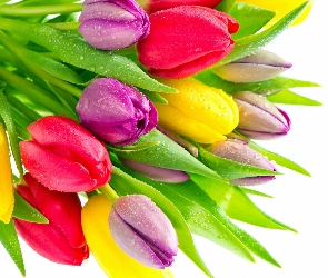 Tulipany, Czerwone, Krople, Kwiaty, Żółte, Fioletowe