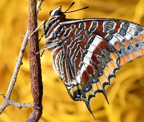 Foxy emperor, Patyk, Motyl