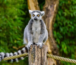 Lemur, Słupek