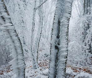 Śnieg, Drzewa, Oszronione, Las, Zima