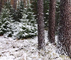 Śnieg, Pnie, Drzewa, Las, Zima