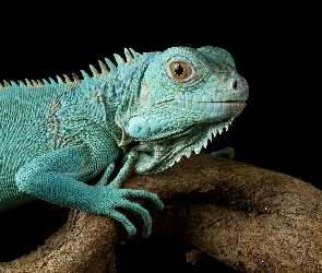 Iguana, Zbliżenie, Drewno, Konar, Legwan niebieski