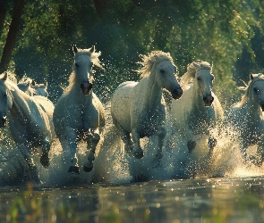 Rzeka, Galop, Konie
