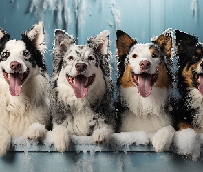 Śnieg, Zmarznięty, Psy, Cztery, Border collie, Jęzory