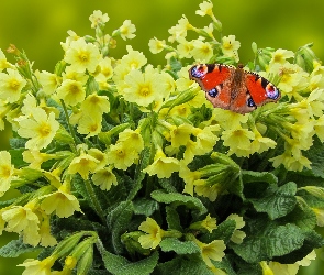 Kwiaty, Rusałka pawik, Motyl, Pierwiosnki, Żółte
