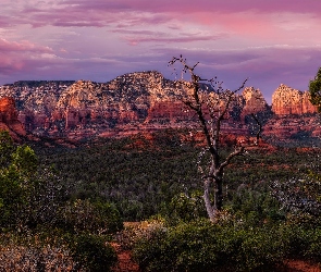 Skały, Wilson Mountains, Arizona, Drzewa, Góry, Stany Zjednoczone, Sedona