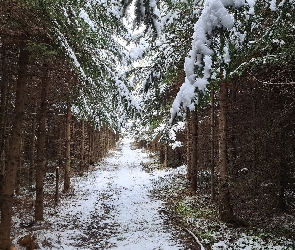 Las, Śnieg, Droga, Drzewa, Zima