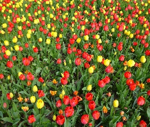 Pole, Tulipany