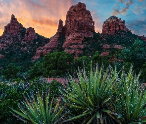 Chmury, Drzewa, Szczyty, Juki, Sedona, Arizona, Red Rock, Góry, Stany Zjednoczone, Skały