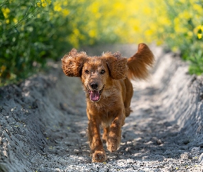 Łubin, Working cocker spaniel, Pies, Brązowy