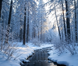 Śnieg, Rzeka, Las, Zima, Ośnieżone, Drzewa