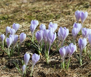 Liliowe, Pąki, Krokusy, Kwiaty