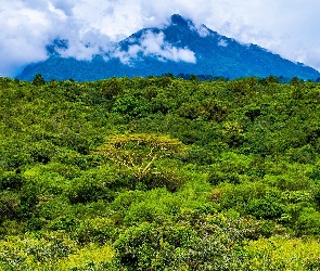 Drzewa, Roślinność, Tanzania, Chmury, Góra, Afryka, Park Narodowy Aruszy